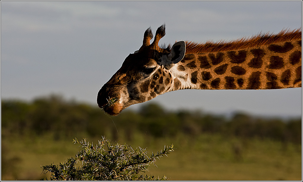 Jetzt hab ich schon so einen langen Hals